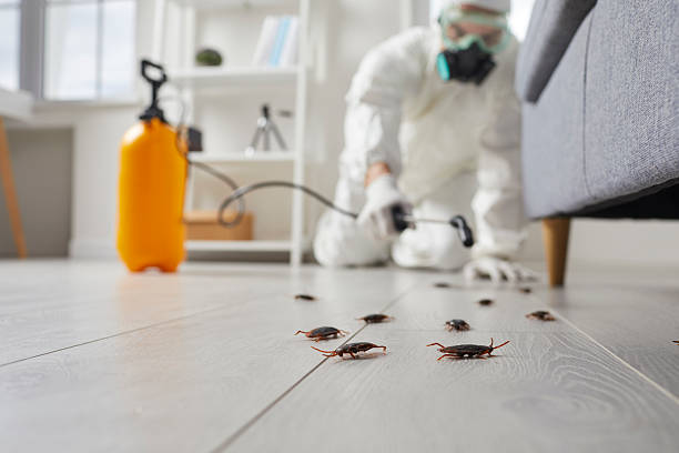 Trusted Termite Control service in Wharton, NJ - Nex Pest Control